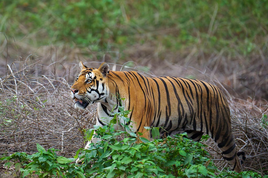 Tiger MV3 at the Kanha National Park, Madhya Pradesh, India