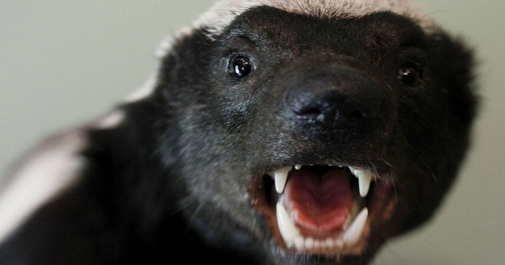 FOTO NÚMERO DOIS DO HONEY BADGER OU CARCAJU MOSTRANDO OS DENTES