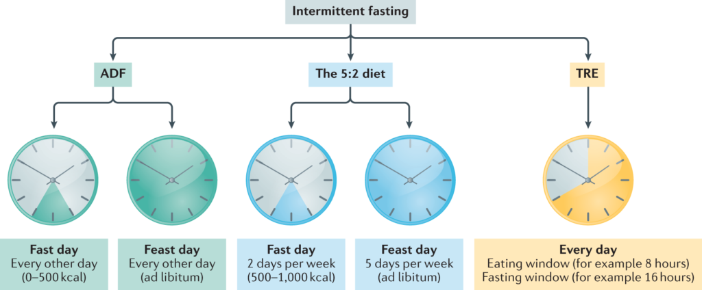 intermittent fasting. time restricted eating