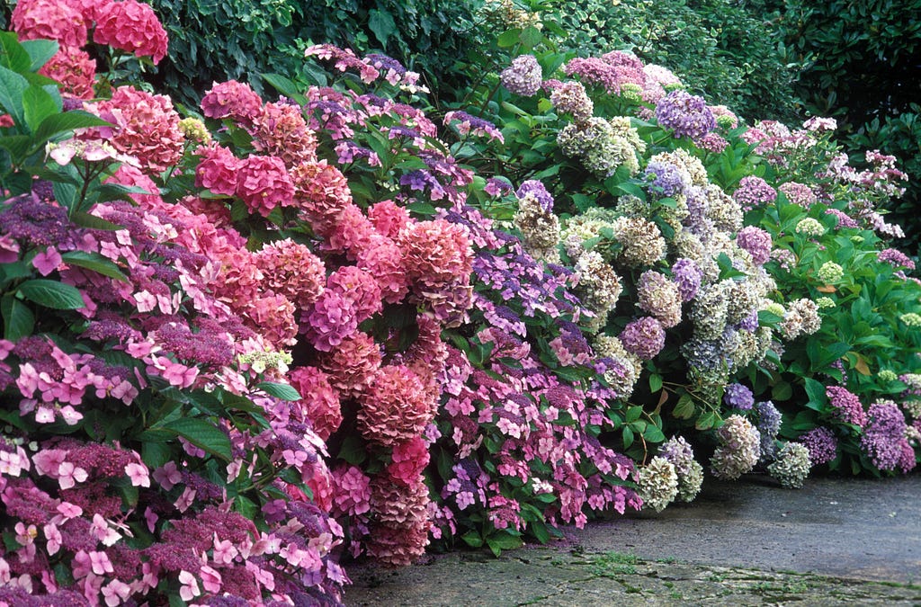 How Plant, Grow, and Prune Hydrangeas