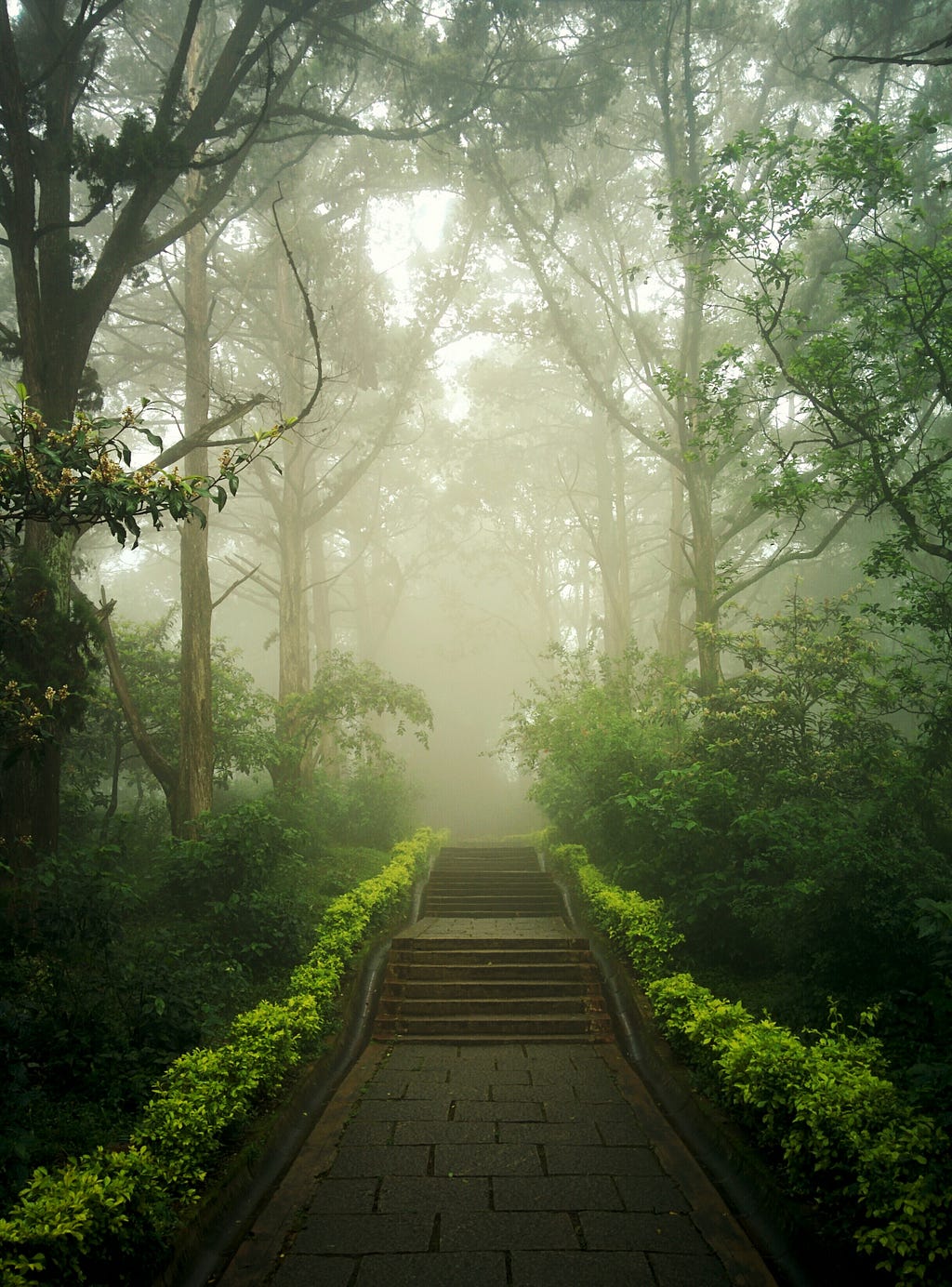 A staircase, leading upward, in the middle of a forest.