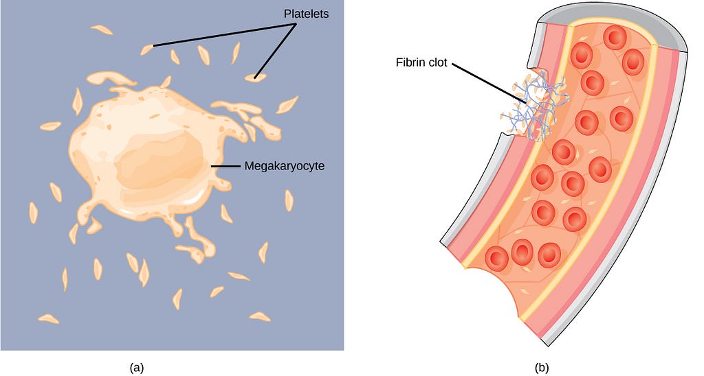 a. Platelets forming out of megakaryocytes, b. role of platelets in blood clotting