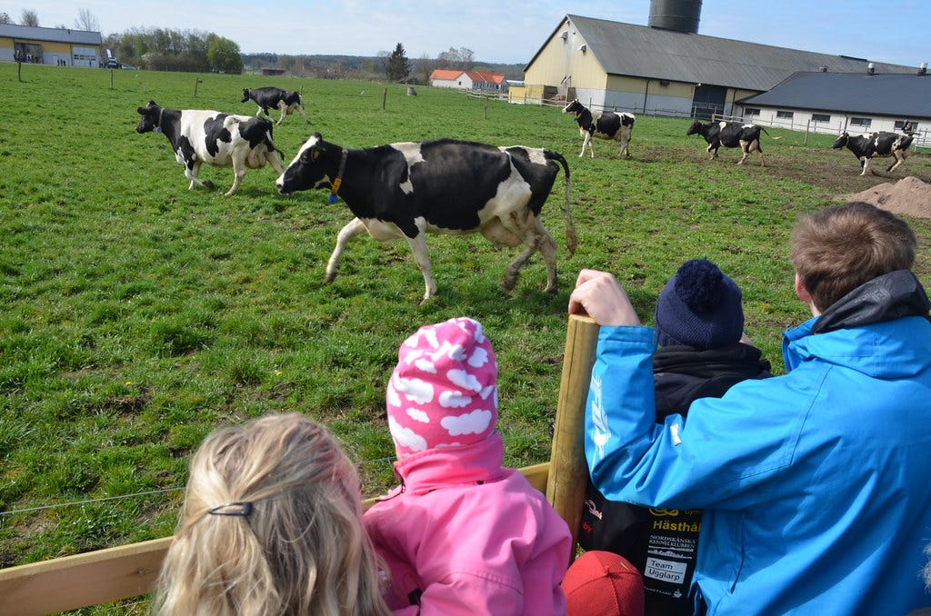 Cow release event being watched by family.