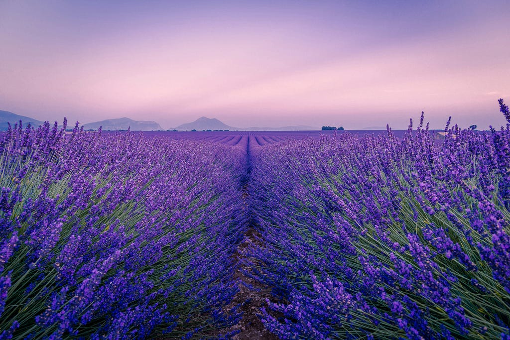 A field of lavender.