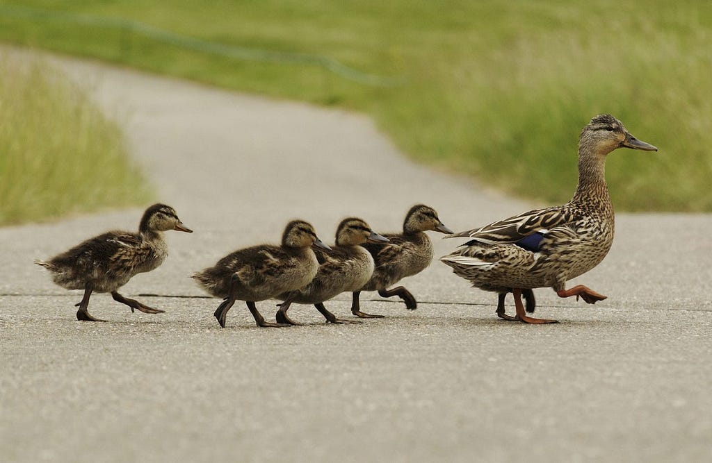 Duckling hit-and-run incident: Van Driver who mercilessly ran over family of ducks surrenders — Bangladesh Weekly