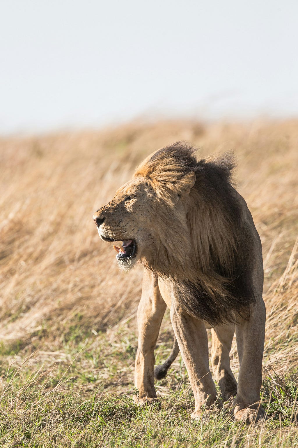 A lion looking to the side. Perhaps looking for a chase.