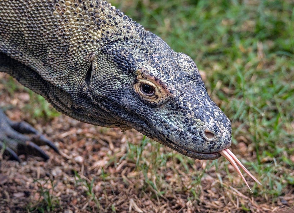 A Komodo dragon, tongue out and looking relaxed. Perhaps because she isn’t expected to wear make-up and high heels to look “professional” because apparently high heels help you think higher thoughts or something.