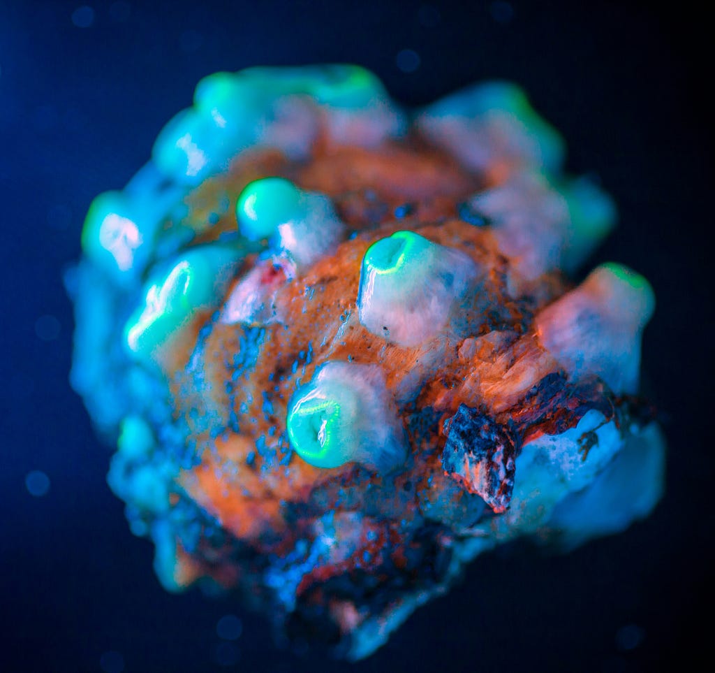 Closeup of a coral