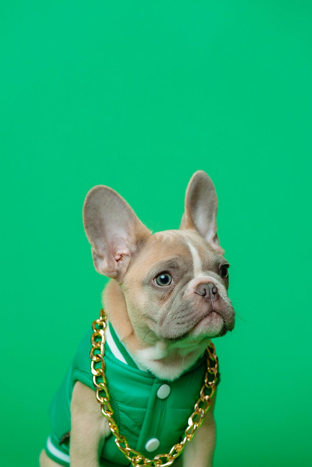 Small bulldog with big ears in green vest with absurdly thick gold chain draped around neck.