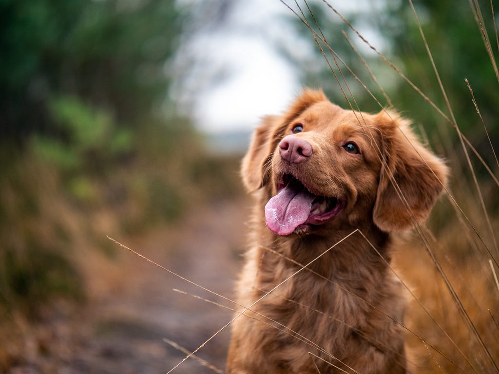 This is a cool dog.