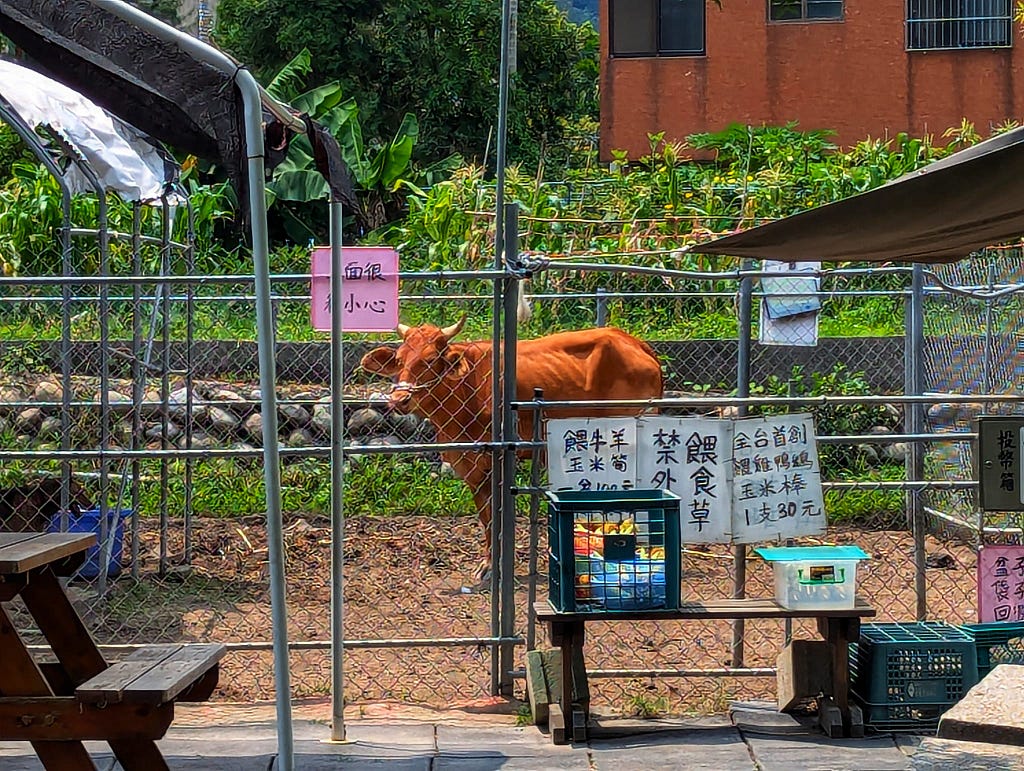 A brown cow is standing on the other side of the fence. It has small horns and looks very relaxed. The fence has some signage on it.