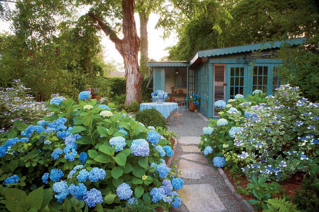 Why Didn't My Hydrangeas Bloom? Hydrangea garden, French hydrangea