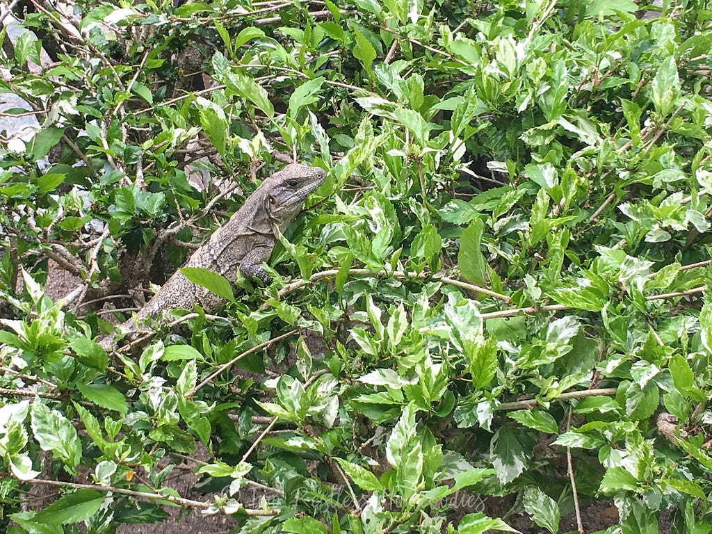 Lizard in the bushes at Chabil Mar, Placencia Belize