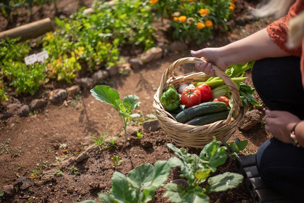 A Food System That Fights Climate Change
