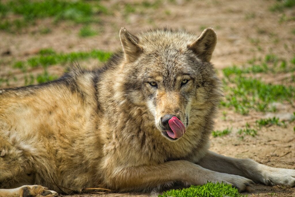 Wolf laying on the ground looking to the right as it licks its chops. Photo courtesy of adriaan greyling at Pexels.