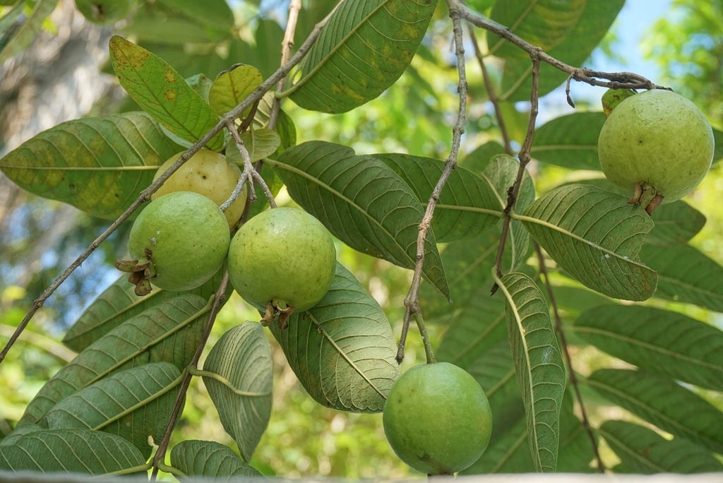 Guavas are a vegan source of protein