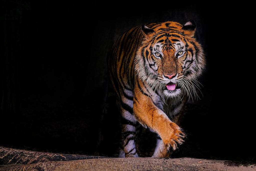 orange and black tiger emerging from darkness