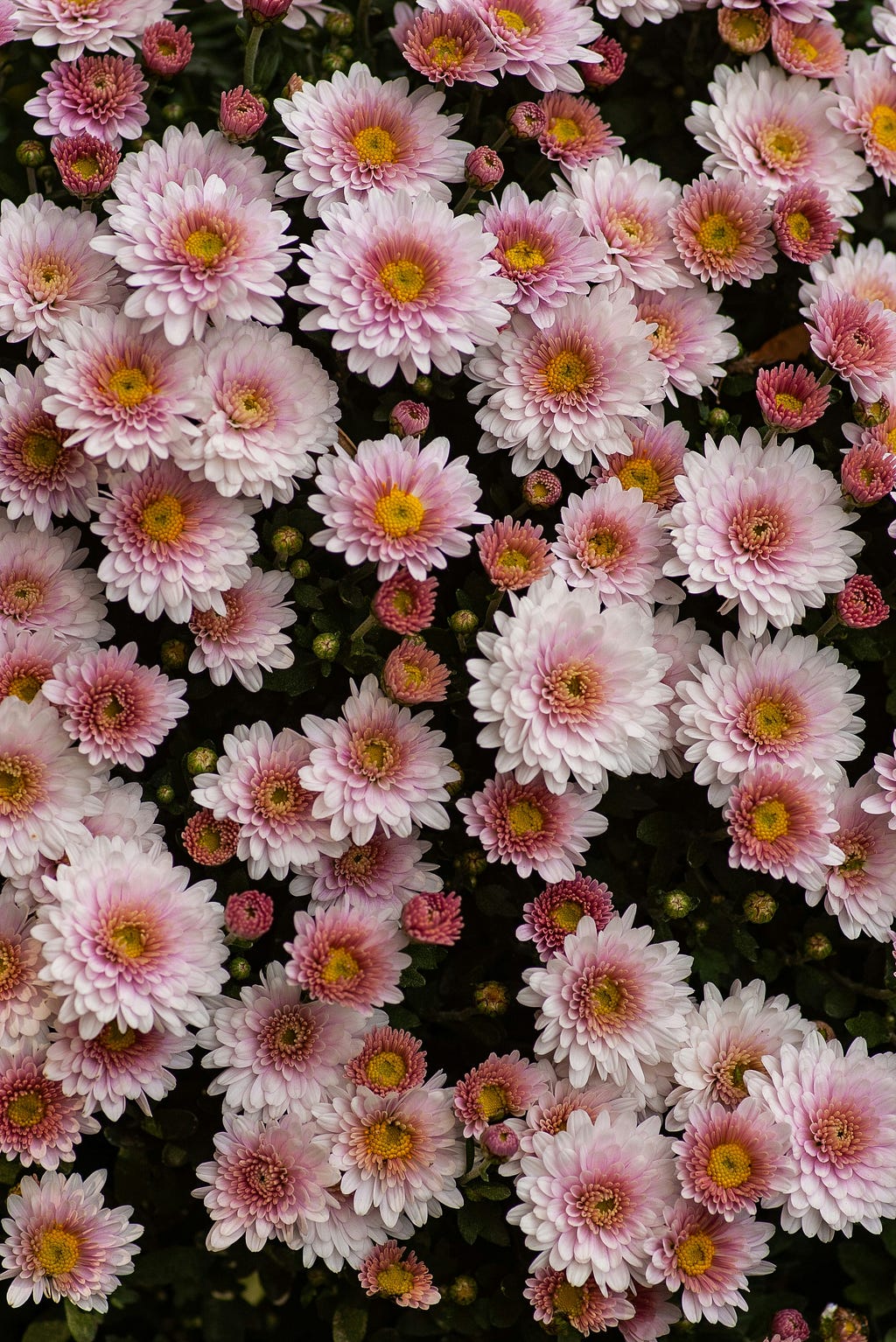 pink flowers with a yellow center thickly laid over the ground