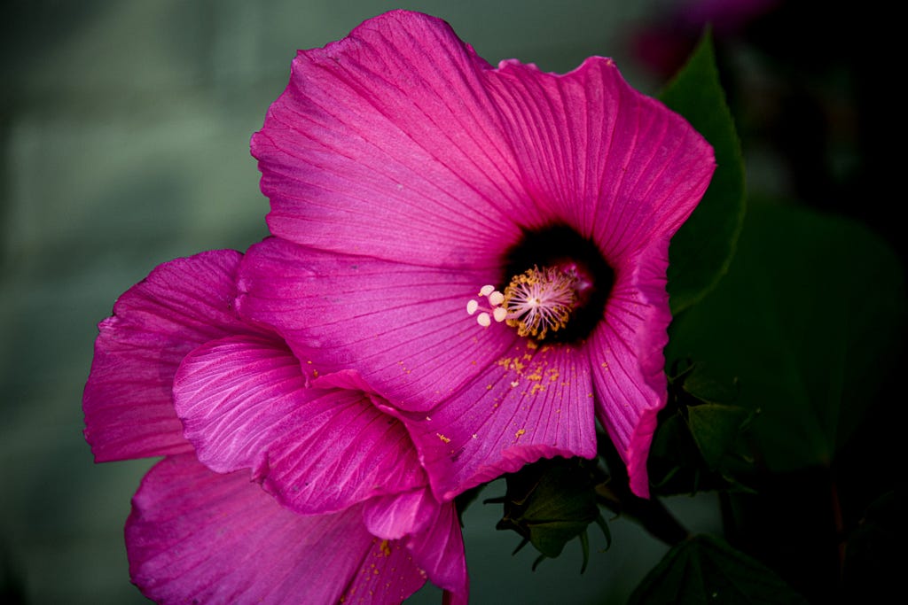 Purple Hibiscus