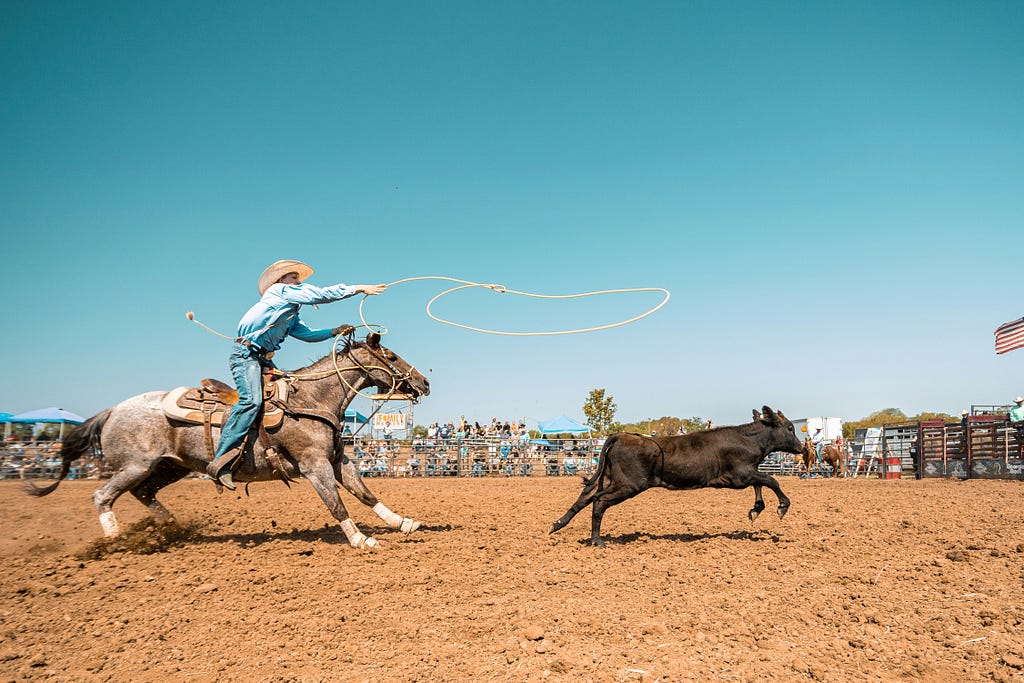 A person on horseback lassoes a calf under a cloud-free, blue-bird sky.