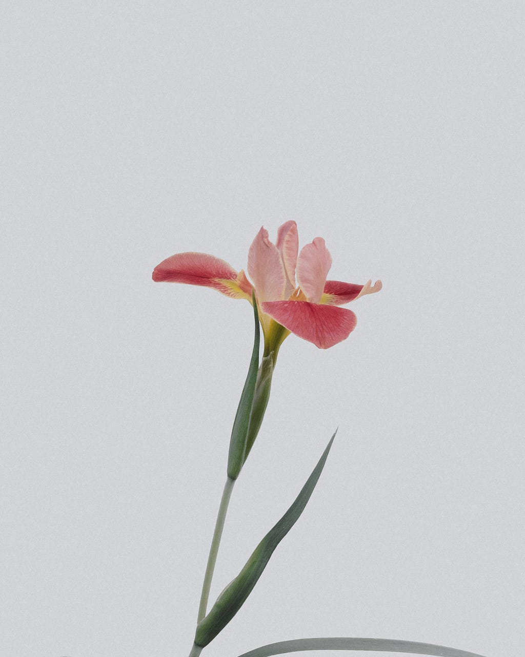 A single pink orchid flower symbolizing feminity