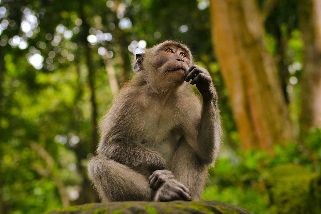 A monkey thinking