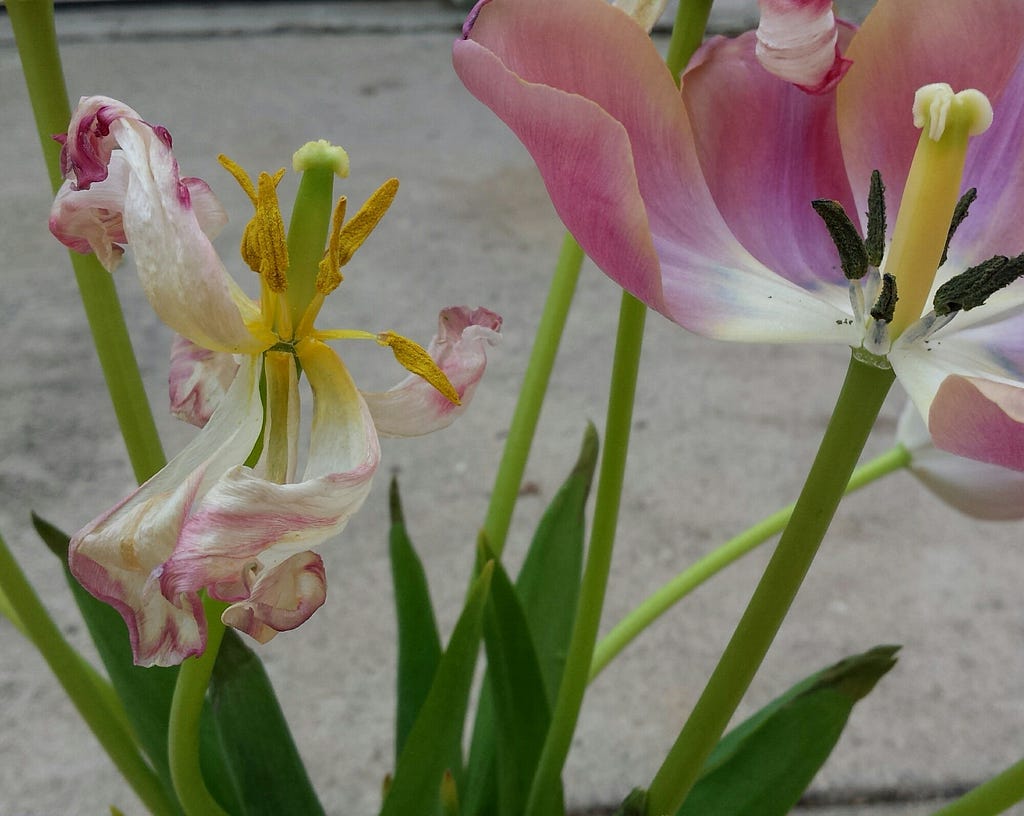 Two pink and white tulips in different states of wilting. The one on the right has petals still firm, but one is missing. The one on the left has all its petals, but they are curled and wrinkly.