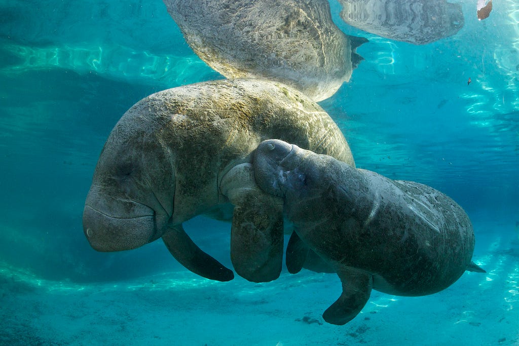 Manatee with baby