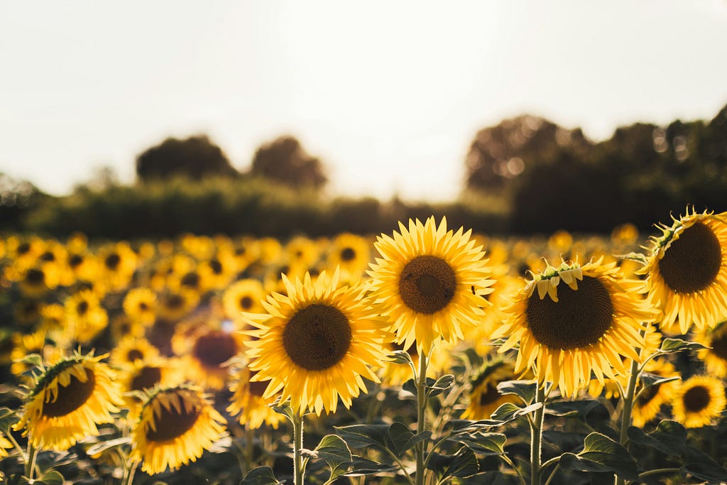 Yellow and black sun flowers in a field