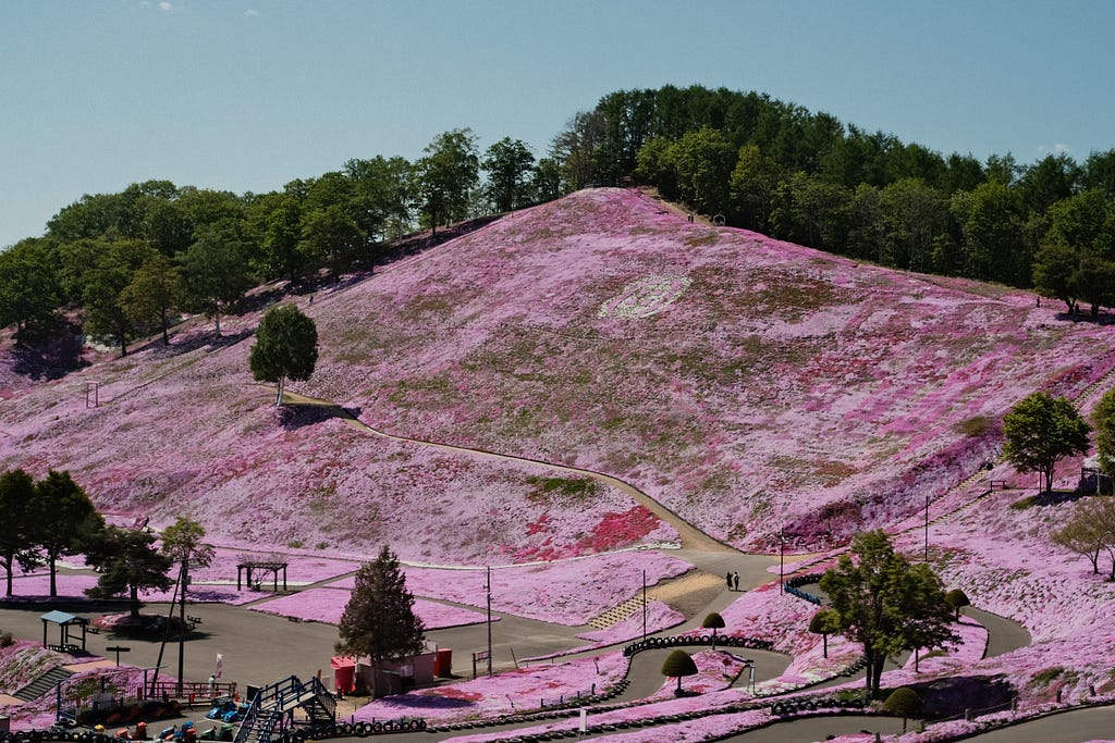 A mountain in Hokkaido covered in pink shibazakura.