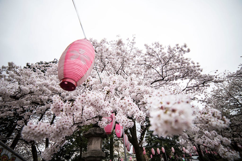 Fujinomiya: Cherry Blossom
