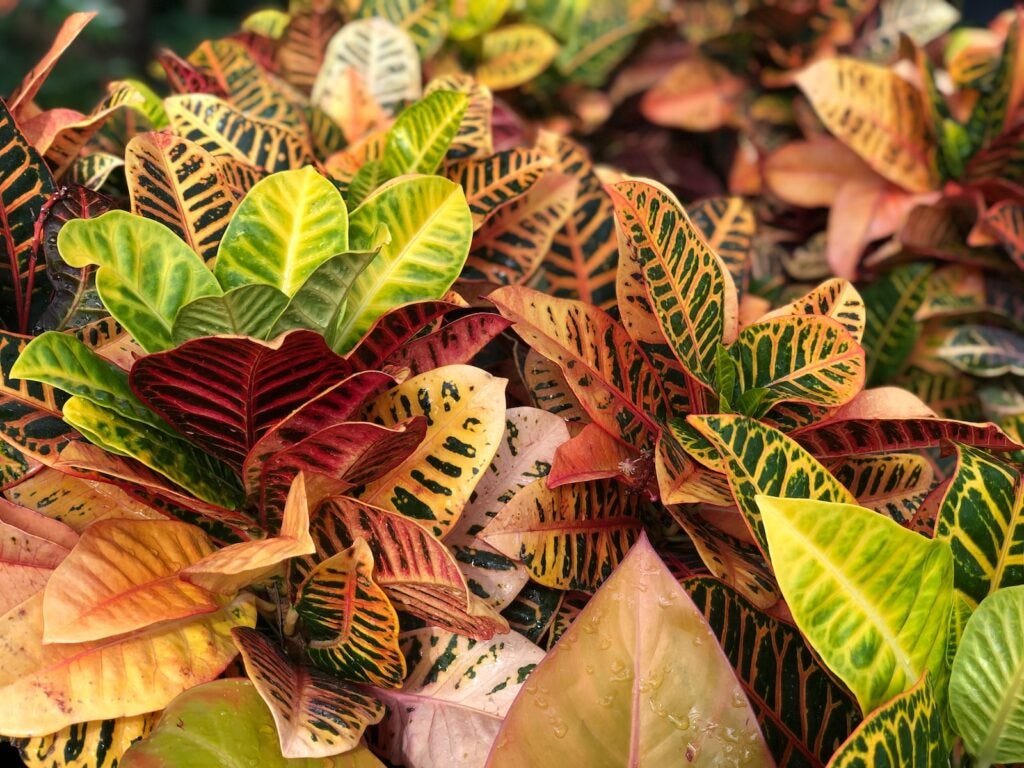 Gabby Philodendron