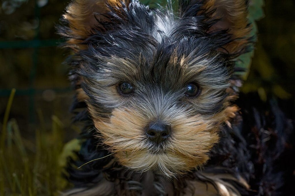 yorkshire terrier