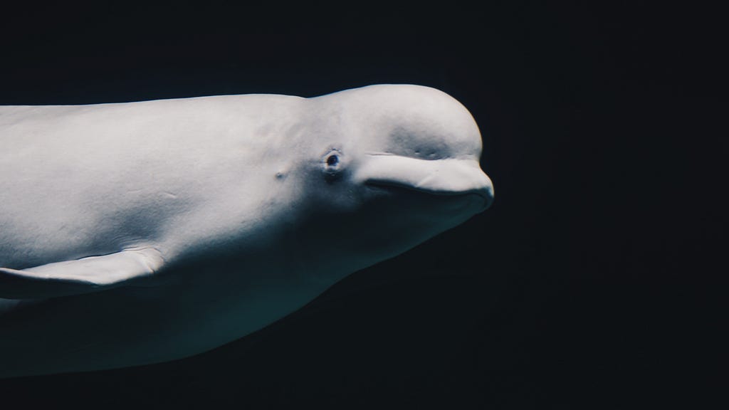 Beluga whale in the dark ocean.