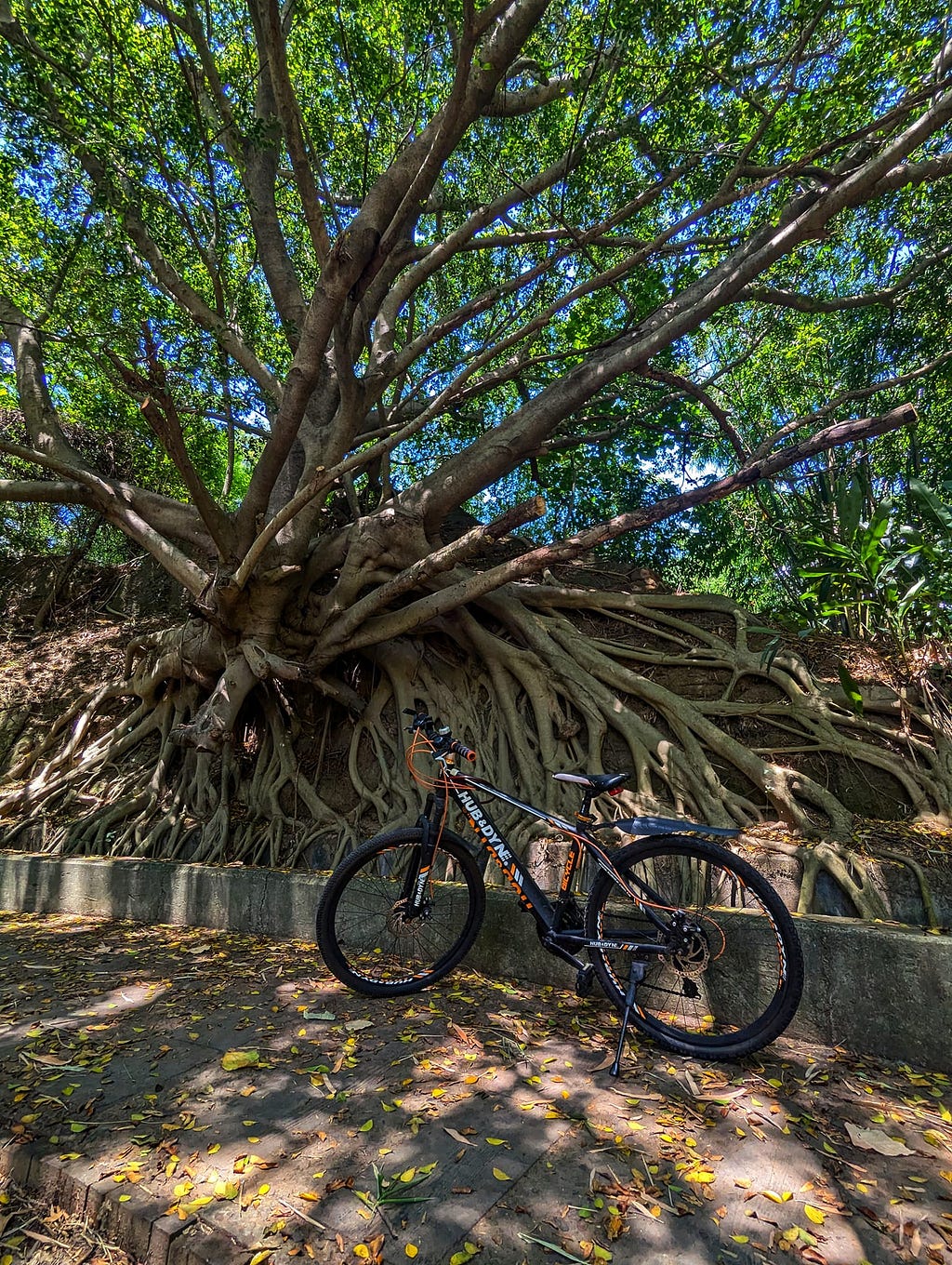 A rather large tree with exposed roots. My bike is next to the tree.