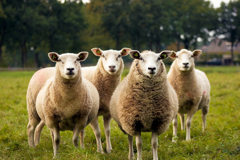 The sheep, aka large bodies of like-minded individuals, enjoying their life