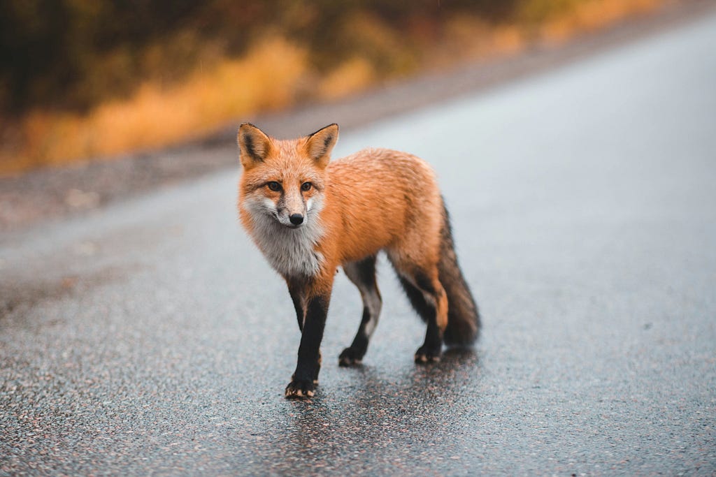 A Red Fox