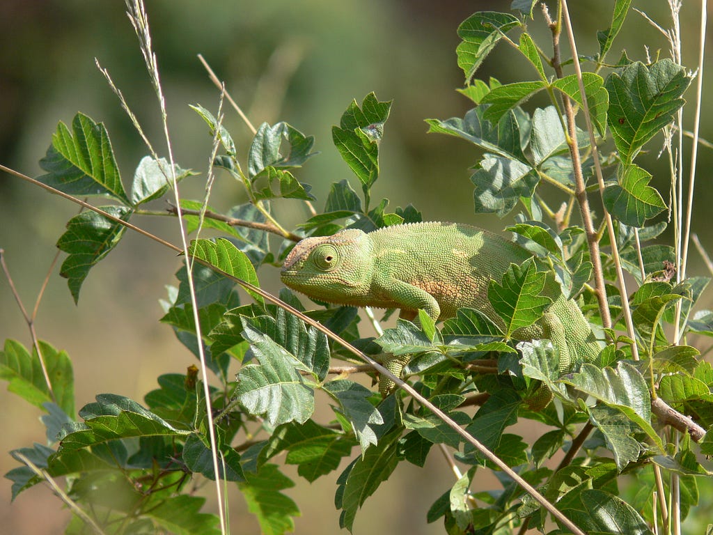 a green chameleon camouflaged on a green plant