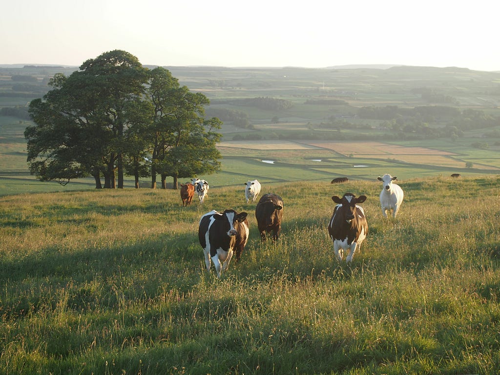 Cows standing in a field