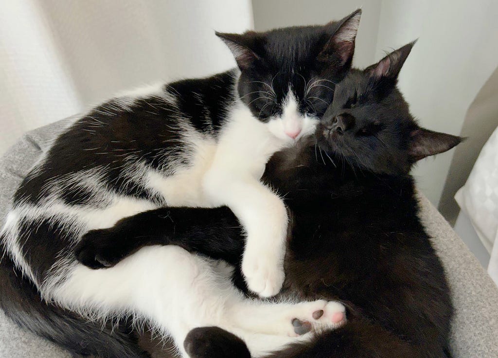 Two cats hugging each other while they nap in a cat tower.