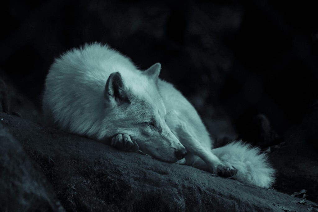 lone white wolf sleeping on a rock