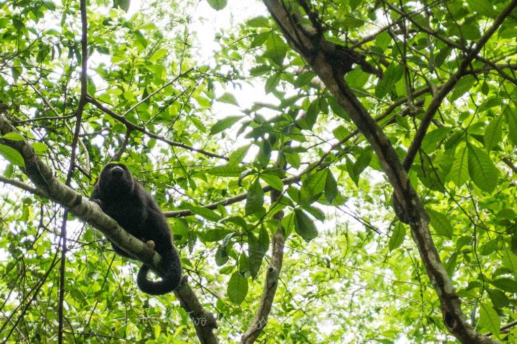 Tikal howler monkey portrait