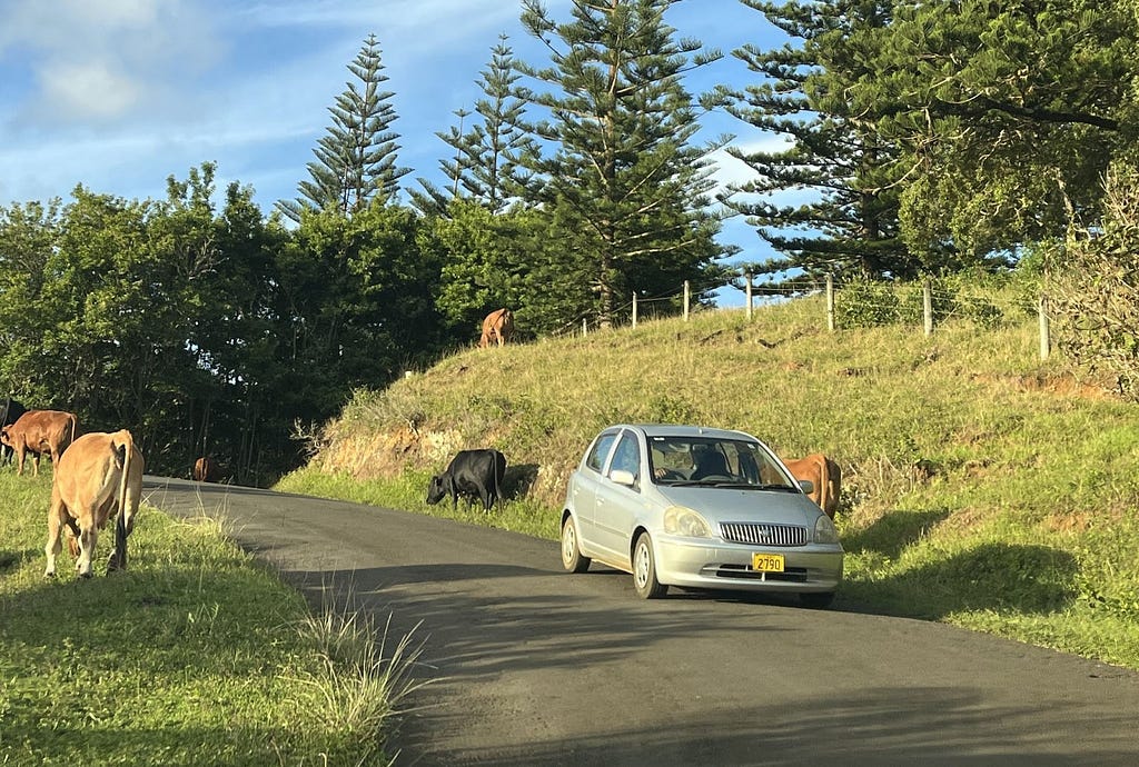 Many of the roads on Norfolk Island are frequented by roaming cattle.