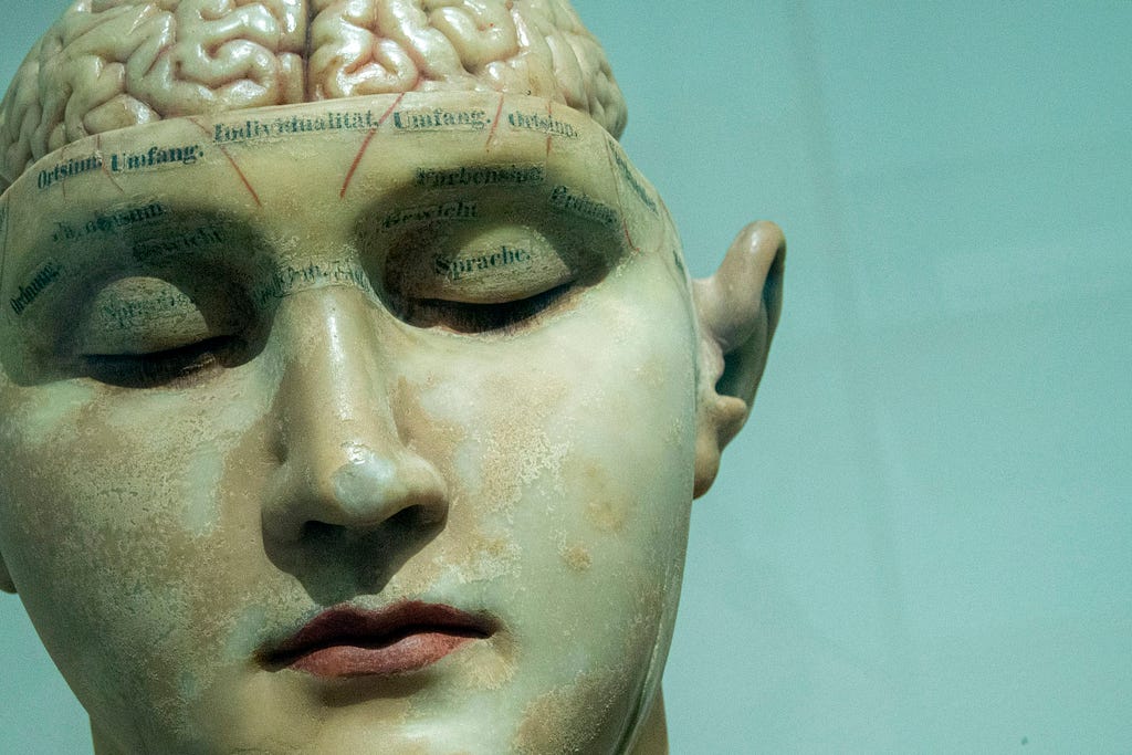 A mannequin showing the human brain
