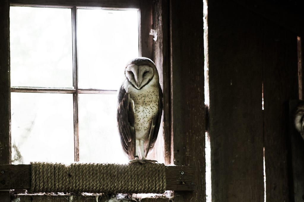 Owl resting near a window.