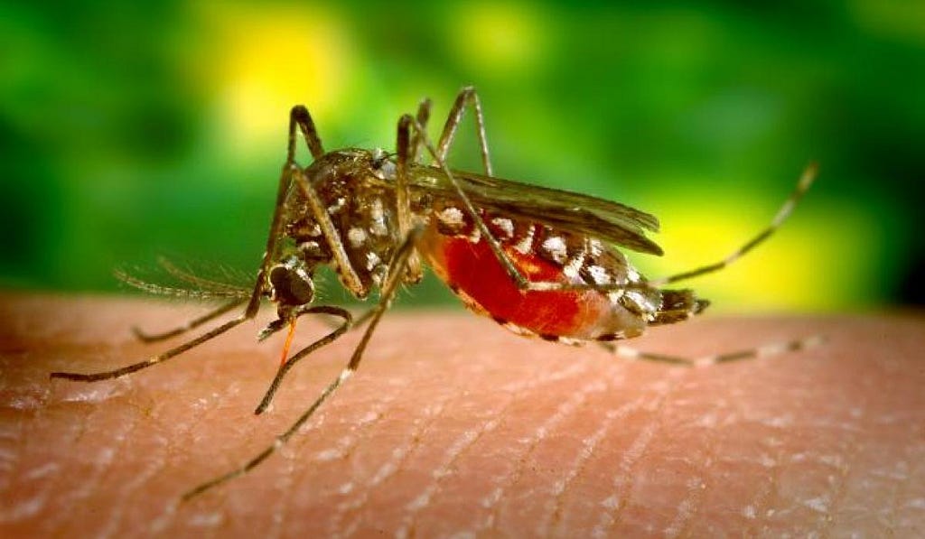 Nyamuk Anopheles sebagai Vektor Malaria