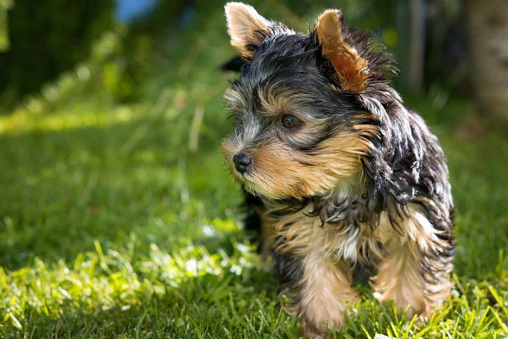 yorkie