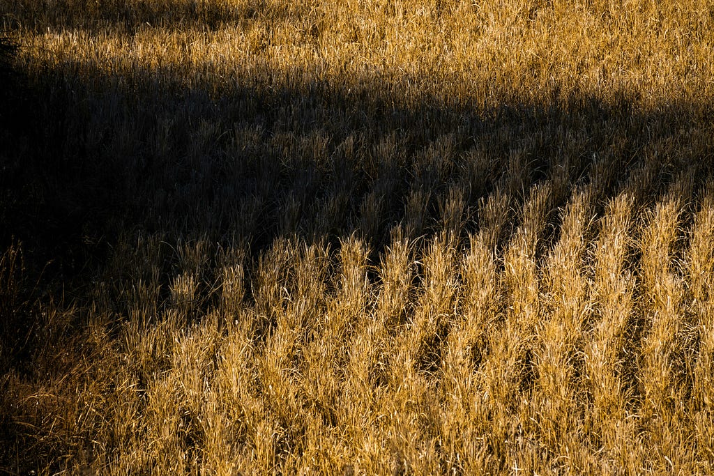 An ominous creeps across a yellow cornfield