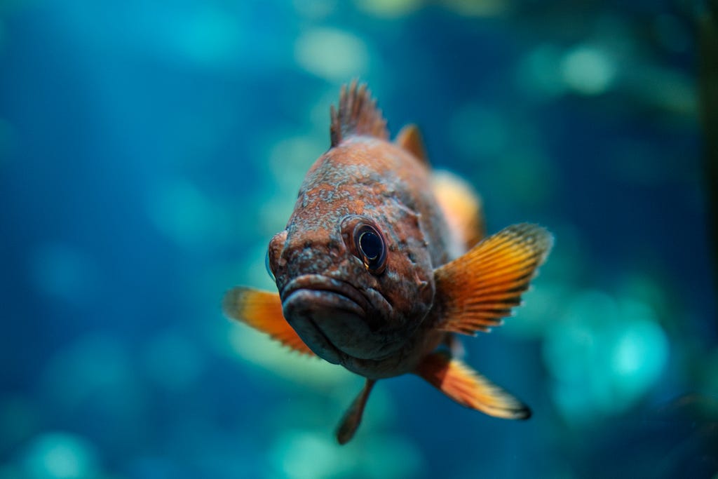 the image is that of a fish that has a human look on its face, a full frown. It’s eyes are bulging and it is swimming beneath the ocean with a very human-like displeased disposition