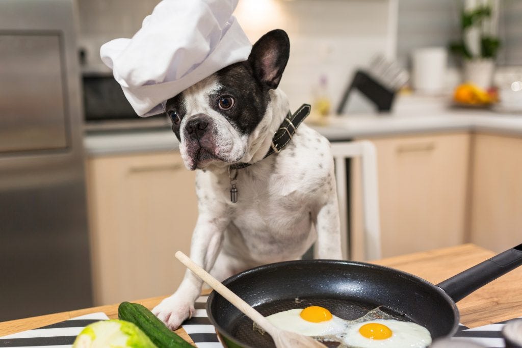 French Bulldogs Love Food